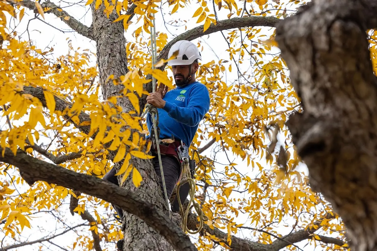 Skilled Tree Planing crew working in Clinton